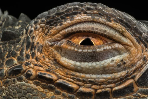 Close Van Een Lizard Eye Tegen Zwarte Achtergrond — Stockfoto