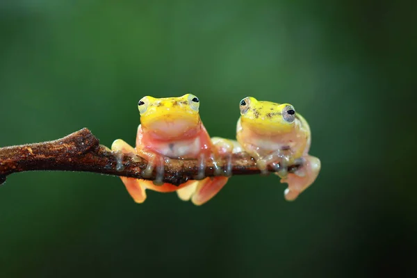 在自然栖息地拍摄可爱的热带小青蛙特写 — 图库照片