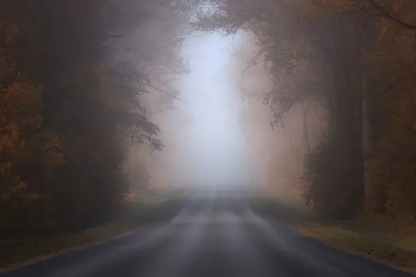 Vista Panorámica Carretera Arbolada Niebla Lituania —  Fotos de Stock