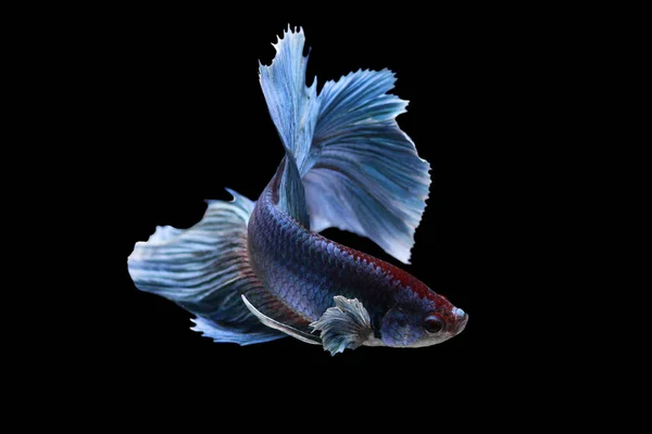 Vue Rapprochée Majestueux Poissons Betta Sur Fond Noir — Photo