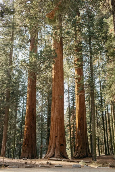 Malerischer Blick Auf Mammutbaum Nationalpark Kalifornien Amerika Usa — Stockfoto