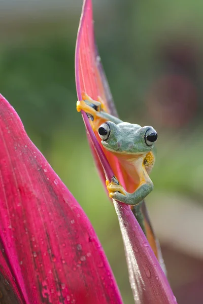 Rana Árbol Verde Sobre Una Hoja Fondo Borroso — Foto de Stock