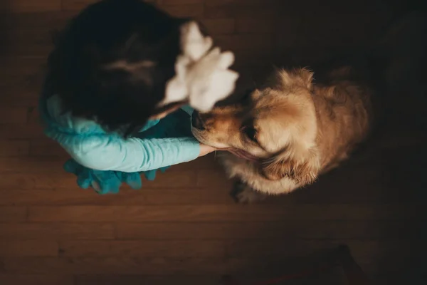 Visão Aérea Uma Menina Brincando Com Seu Cão Golden Retriever — Fotografia de Stock