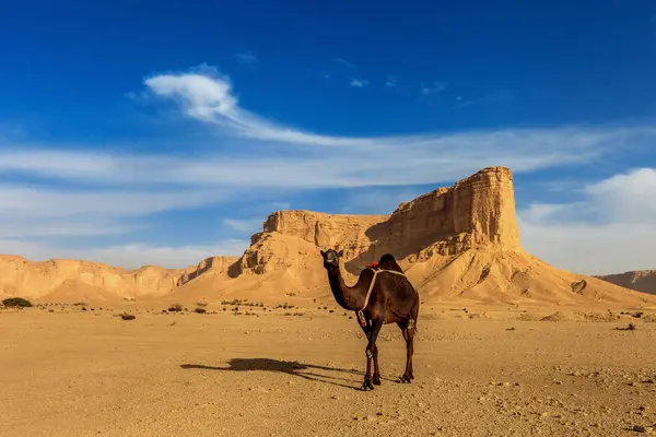 Vista Panorámica Del Camello Desierto Riad Arabia Saudita — Foto de Stock