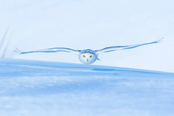 飛行中の雄大な雪のフクロウの風光明媚な眺め — ストック写真