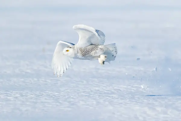 Snowy Owl Flying Close Ground Side View — Stock Photo, Image