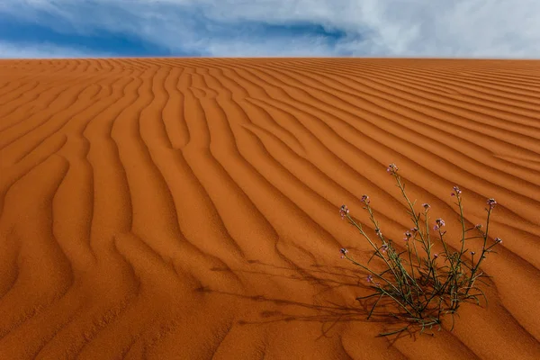 Close Beeld Van Zandduinen Woestijn Saudi Arabië — Stockfoto