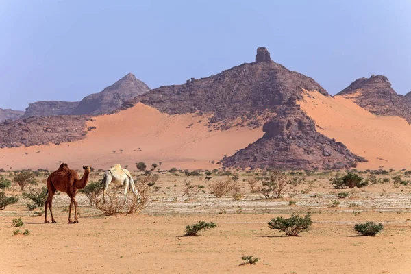 Красивый Пейзаж Пустыни Негев Сахаре — стоковое фото