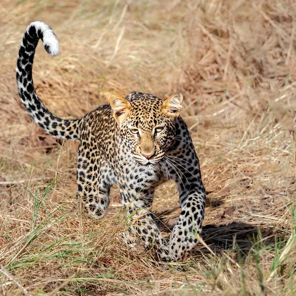 Vista Panorâmica Leopardo Correndo Com Sombra — Fotografia de Stock
