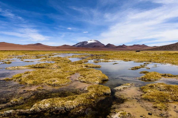 Wetlands Desert San Pedro Atacama Antofagasta Chile — Stock Photo, Image