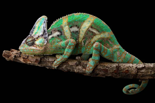 Zahalený Chameleon Větvi Zaostřená Pohled Selektivní Zaměření — Stock fotografie