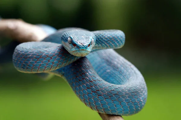 Serpent Vipère Bleu Sur Une Branche Fond Flou — Photo