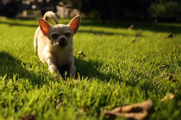 Chihuahua Hund Stretching Trädgården Gräset — Stockfoto