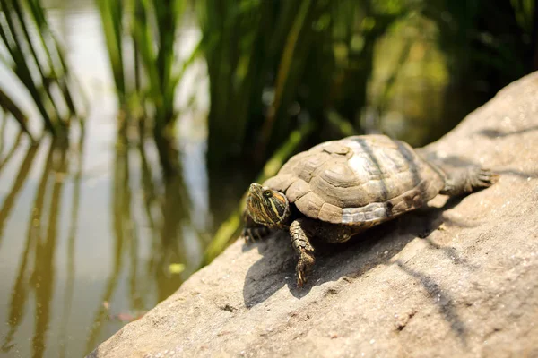 Schildpad Een Muur Door Een Vijver Selectieve Focus — Stockfoto