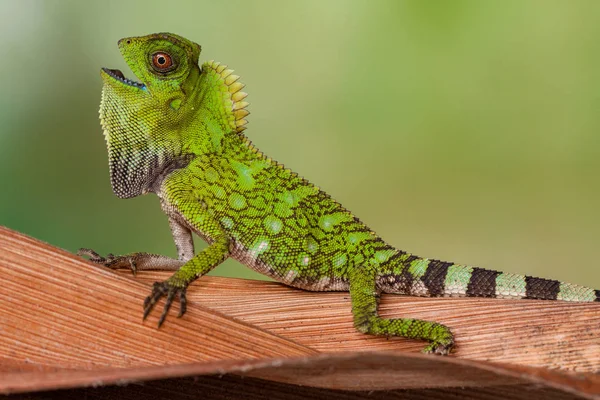 Portrait Chameleon Branch Indonesia — Stock Photo, Image
