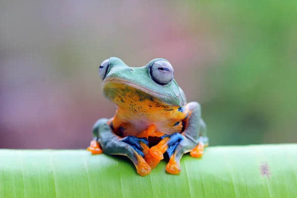 葉の上のジャワの木のカエル ぼやけた背景 — ストック写真