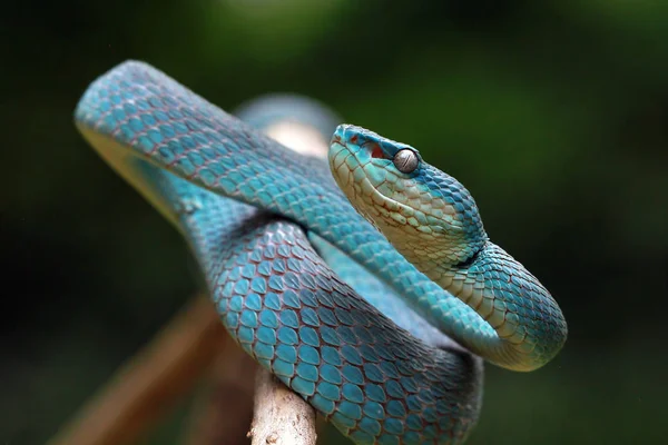Blue Viper Snake Branch Blurred Background — Stock Photo, Image