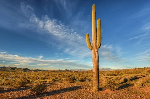 Vista Panorámica Saguaro Cactus Lost Dutchman State Park Arizona América —  Fotos de Stock