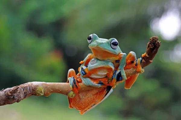 Zwei Laubfrösche Auf Einem Ast Verschwommener Hintergrund — Stockfoto