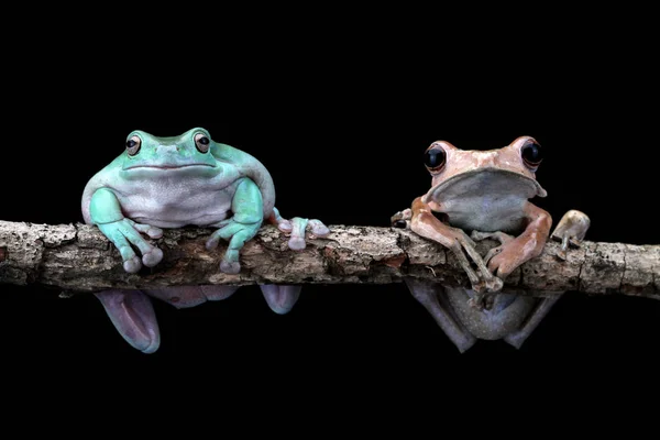 Grenouille Arborescente Grenouille Larvaire Assises Sur Une Branche Fond Noir — Photo