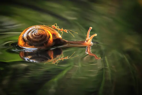 蜗牛背着蚂蚁在水里游来游去 — 图库照片