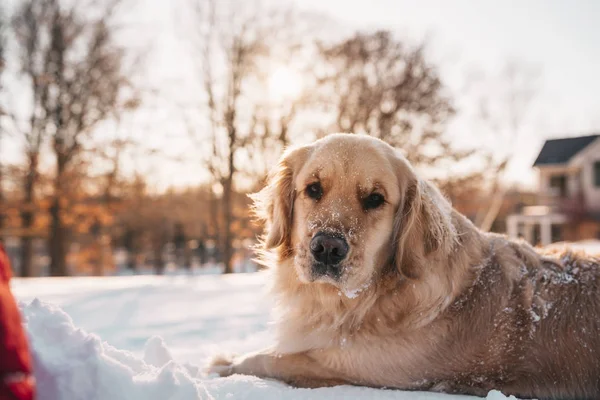 Gouden Retriever Hond Liggend Sneeuw — Stockfoto