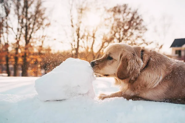 Golden Retriever Hund Spielt Schnee — Stockfoto