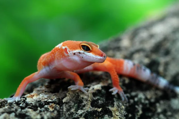 Porträt Eines Niedlichen Geckos Nahaufnahme Selektiver Fokus — Stockfoto
