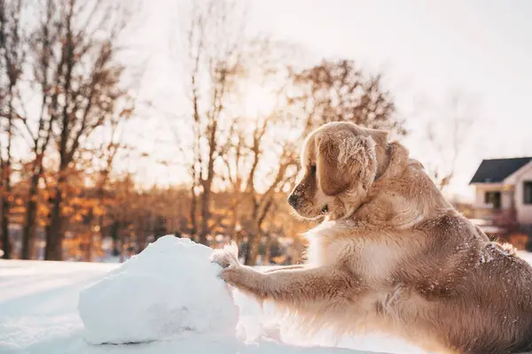 Pies Golden Retriever Pchanie Gigantycznej Kuli Śnieżki — Zdjęcie stockowe