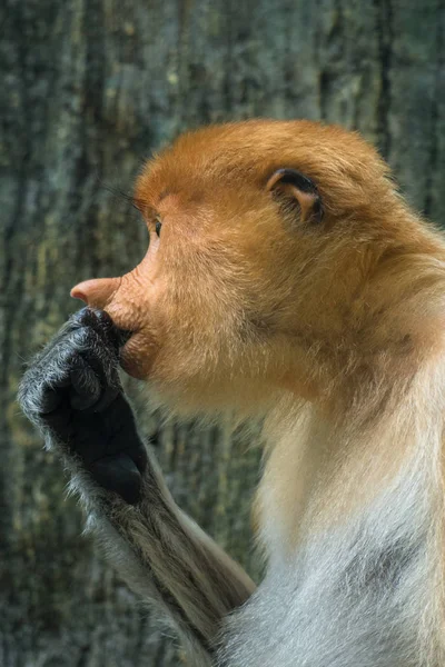 Portrét Opice Proboscis Boční Pohled — Stock fotografie