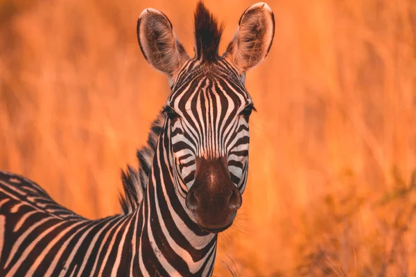 Porträtt Zebra Madikwe Game Reserve Sydafrika — Stockfoto