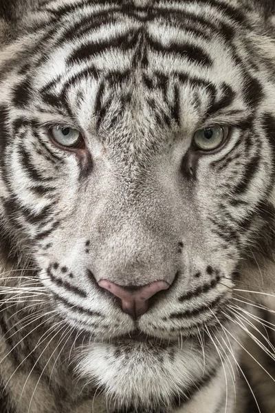 Close View Portrait White Tiger — Stock Photo, Image
