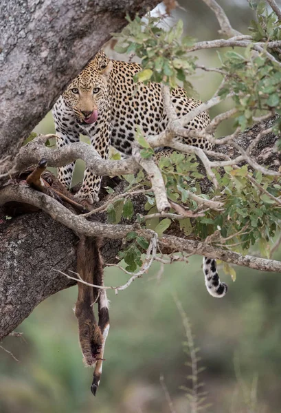 风景风景豹在树上与新鲜的杀戮 克鲁格国家公园 — 图库照片