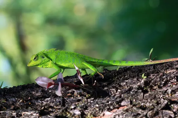 Lizard Crawling Tree Blurred Background — Stock Photo, Image