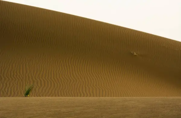 Plant Growing Sand Dune Erg Chebbi Morocco — Stock Photo, Image