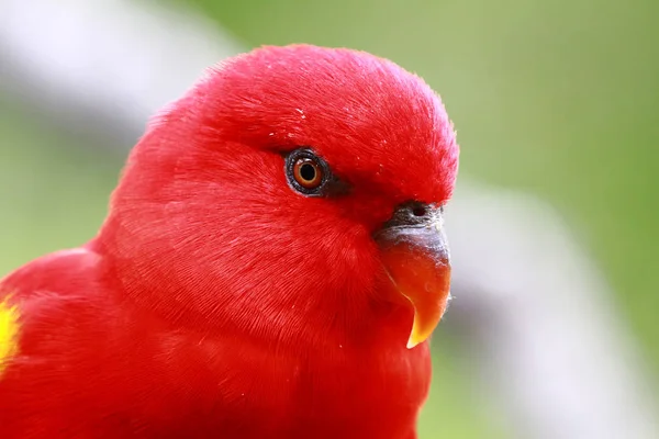 Close Papagaio Vermelho Contra Fundo Borrado — Fotografia de Stock