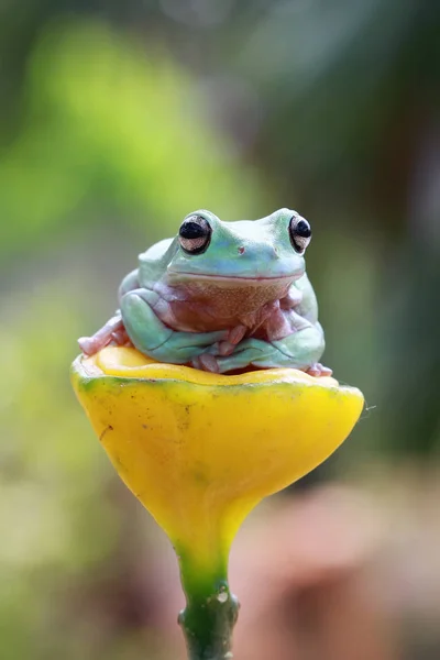 Dumpy Tree Frog Sitting Plant Blurred Background — Stock Photo, Image