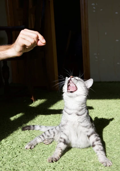 Imagem Cortada Homem Brincando Com Gato Casa — Fotografia de Stock