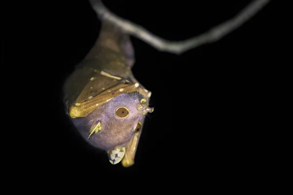 Oriental Morcego Frutas Com Nariz Tubo Pendurado Uma Filial Cabo — Fotografia de Stock
