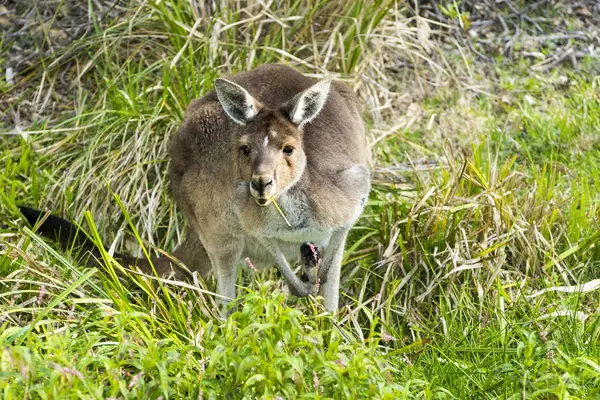 Vista Cierre Western Gray Kangaroo — Foto de Stock