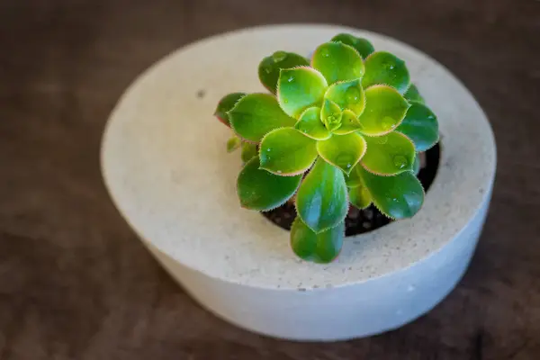 Succulent Plant Concrete Vase Closeup View — Stock Photo, Image