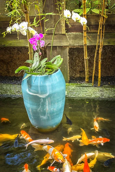 Orchideák Egy Kék Edényben Egy Ponty Tóban — Stock Fotó