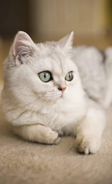 Vue Rapprochée Chat Blanc Couché Sur Tapis — Photo