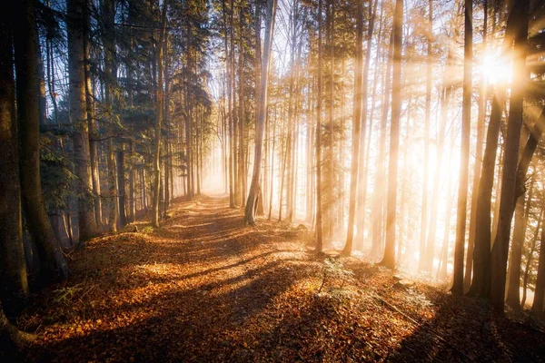 Осенний Лес Тумане Зальцбург Австрия — стоковое фото