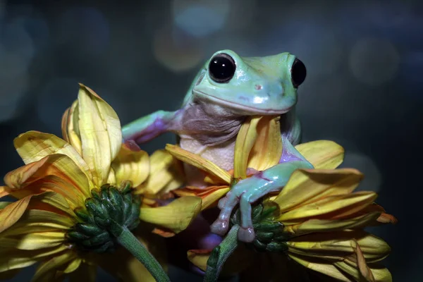 Sapo Árvore Despejado Uma Flor Fundo Borrado — Fotografia de Stock