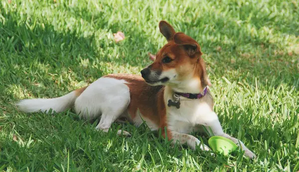 草の上に横たわっているかわいい子犬の犬 — ストック写真