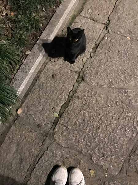 Pieds Féminins Debout Côté Chat Noir Dans Rue — Photo