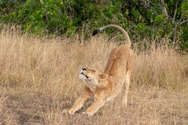 Portrait Une Lionne Étirée Dans Une Longue Herbe — Photo