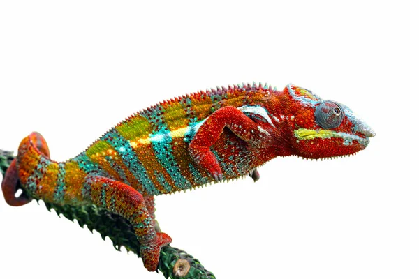 Boční Pohled Panther Chameleon Větvi Bílé Pozadí — Stock fotografie