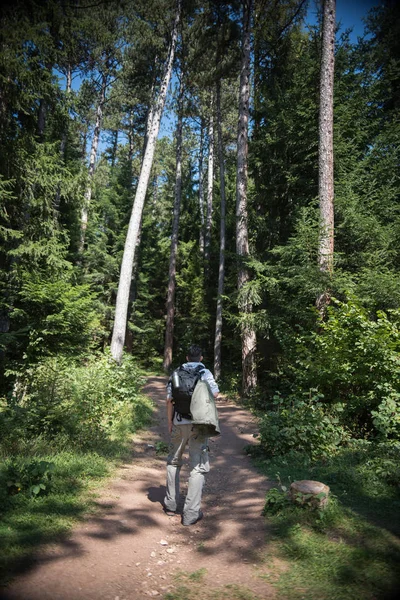 森の中の男のハイキングのリアビュー ボスニア オズベキナ — ストック写真
